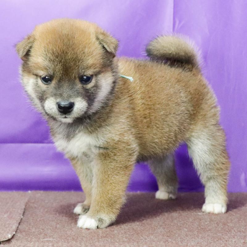 商談中の愛知県の柴犬-402198の3枚目